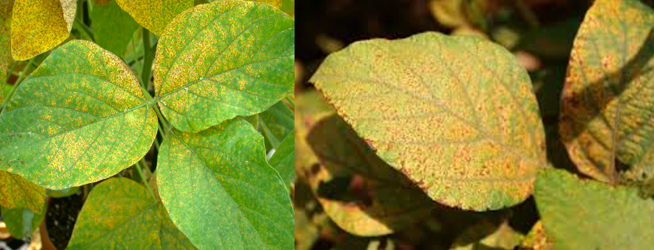 Soya Pası.png